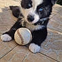 puppy, dog, blue_eyes, baseball, outdoor, tile_floor, black_and_white, pet, collar, paw, playful, cute, animal, young_dog, fur, sunlight, garden, resting, toy, closeup
