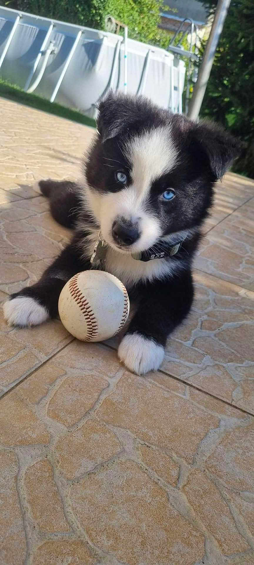 Aïko participe au concours pour gagner de l'argent avec cette photo : puppy, dog, blue_eyes, baseball, outdoor, tile_floor, black_and_white, pet, collar, paw, playful, cute, animal, young_dog, fur, sunlight, garden, resting, toy, closeup