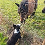 Aïko participe au concours pour gagner de l'argent avec cette photo : animal, animal_interaction, black_and_white, brown, curious, daylight, dog, farm, fence, field, grass, grass_field, grassland, mammal, nature, outdoor, pasture, pet, pony, wire_fence