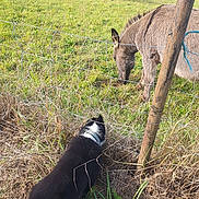 Aïko a rejoint le concours — aidez-le/la à gagner de superbes lots ! animal, canine, collar, curious, daytime, dog, donkey, equine, farm, fence, field, grass, grazing, horse, nature, outdoor, pet, rural, sniffing, sunny