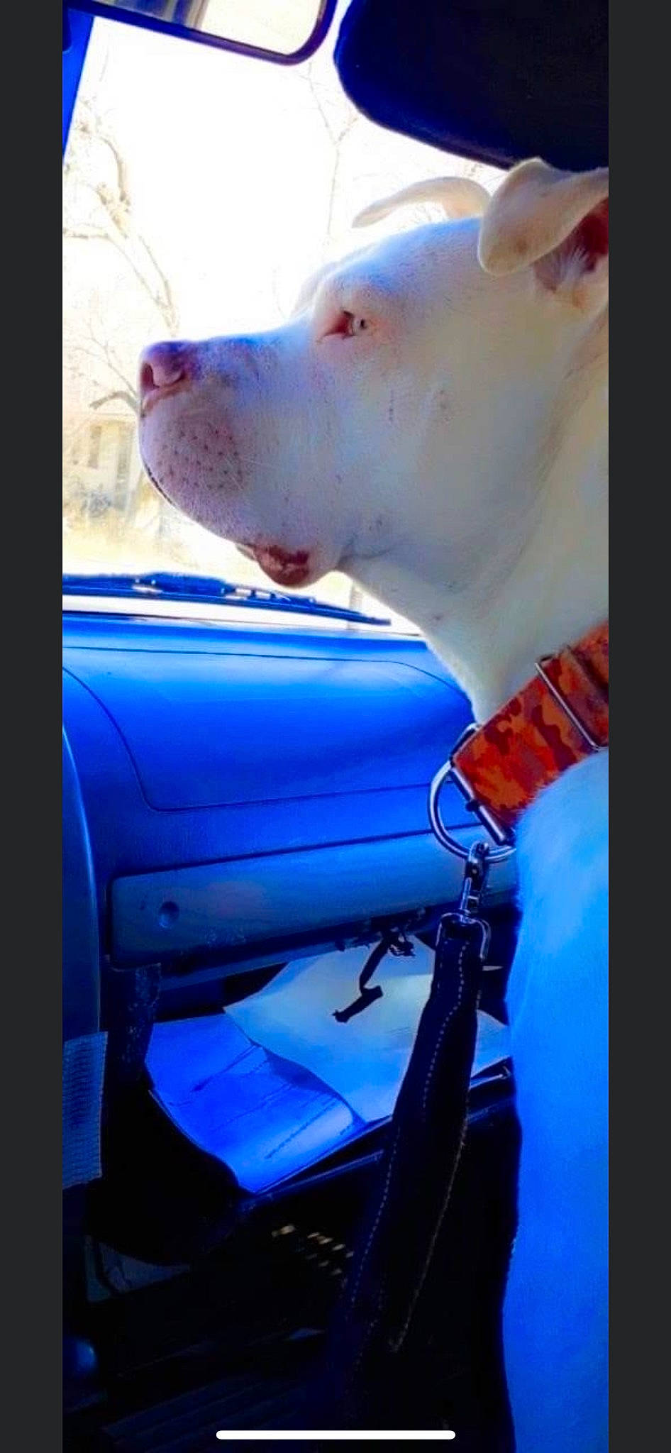 Chopper is registered to the contest to win money with this photo: auto_part, automotive_exterior, automotive_window_part, car_seat, carnivore, dog, dog_breed, electric_blue, fawn, flesh, glass, hood, metal, non_sporting_group, snout, sporting_group, terrestrial_animal, vehicle_door, windscreen_wiper, windshield