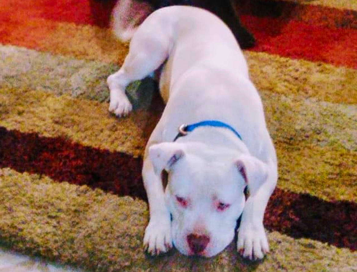 Chopper is registered to the contest to win money with this photo: canidae, carnivore, collar, companion_dog, dog, dog_breed, dog_collar, dog_supply, dogo_guatemalteco, fawn, grass, paw, pet_supply, puppy, snout, sporting_group, tail, terrestrial_animal, whiskers, working_animal