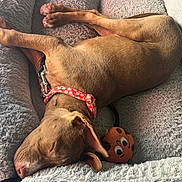 Kiwi is registered to the contest to win money with this photo: dog, sleeping, tan_dog, floppy_ears, red_collar, pet_bed, fluffy_blanket, plush_toy, orange_toy, spotted_toy, indoors, cozy, relaxed, lying_down, stretched_legs, paws, brown_fur, animal_portrait, nap_time, comfortable
