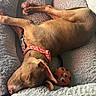 dog, sleeping, tan_dog, floppy_ears, red_collar, pet_bed, fluffy_blanket, plush_toy, orange_toy, spotted_toy, indoors, cozy, relaxed, lying_down, stretched_legs, paws, brown_fur, animal_portrait, nap_time, comfortable