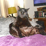 Buddy joined the competition — help win amazing prizes! black_cat, cat, pet, animal, indoor, furniture, lamp, blanket, cushion, television, bookshelf, guitar, electronics, relaxed, sitting, purple_blanket, wooden_furniture, cozy_room, curtains, living_room