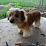 dog, small_dog, fluffy, brown_fur, outdoor, grass, cardboard, garden, pet, animal, canine, fur, ears, eyes, table, nature, yard, cute, domestic_animal, standing