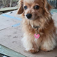 Ruby is registered to the contest to win money with this photo: animal, blurred_background, brown_fur, cardboard, closeup, collar, companion, cute, dog, domestic_animal, ears, face, fluffy, fur, heart_tag, outdoor, pet, sitting, small_dog, table