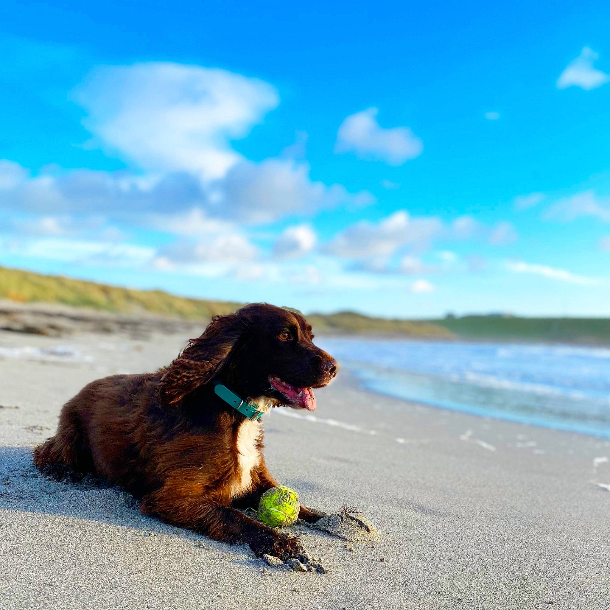 Margo joined the competition — help win amazing prizes! beach, carnivore, cloud, collar, companion_dog, dog, dog_breed, dog_collar, dog_supply, fawn, horizon, landscape, leash, liver, pet_supply, sand, sky, water, water_dog, wind_wave
