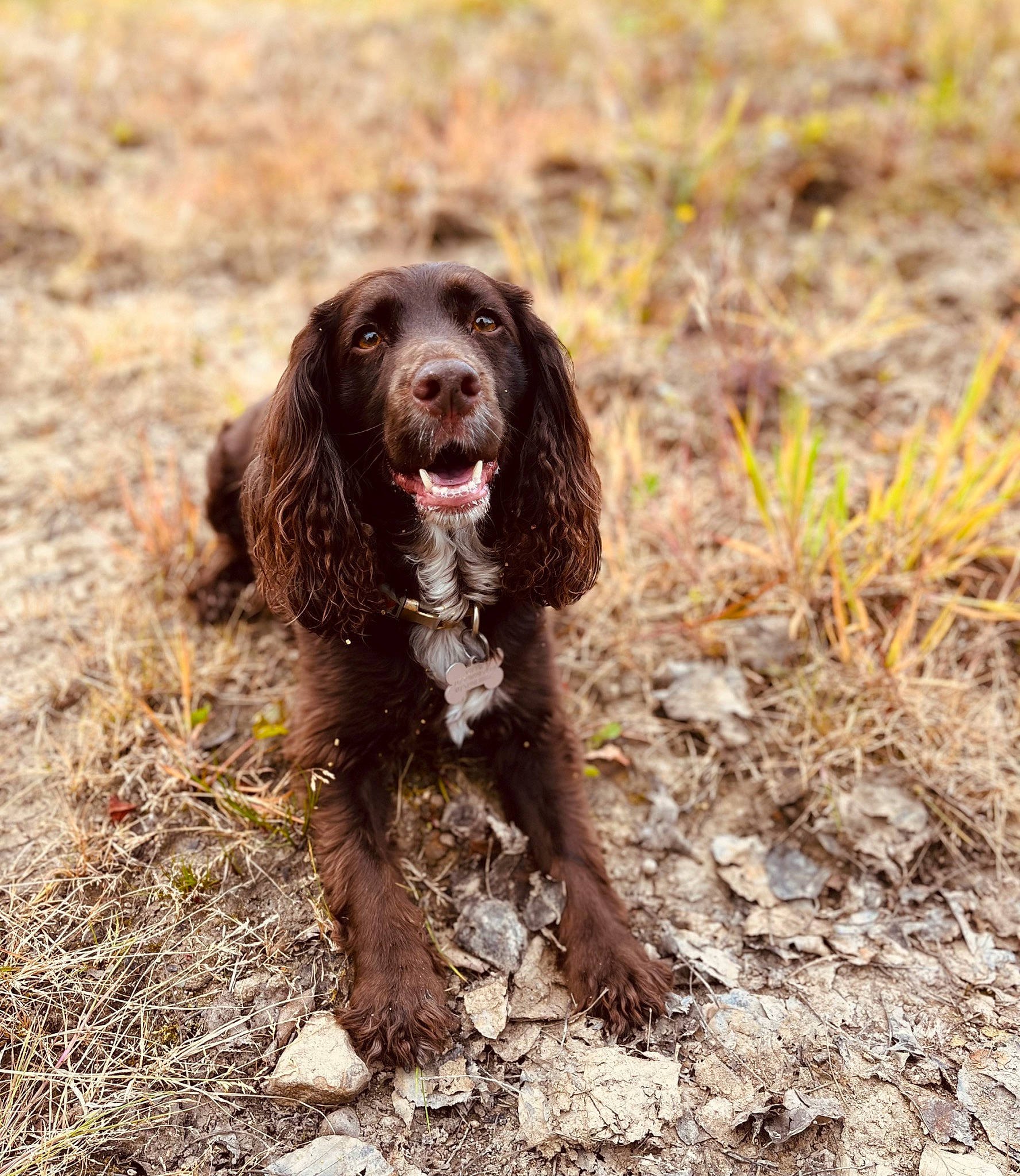 Margo is registered to the contest to win money with this photo: canidae, carnivore, companion_dog, dog, dog_breed, gun_dog, hunting_dog, liver, retriever, snout, soil, spaniel, sporting_group, terrestrial_animal, working_animal