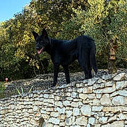 Lou a rejoint le concours — aidez-le/la à gagner de superbes lots ! dog, black_dog, stone_wall, outdoor, nature, trees, sunny, daytime, tongue_out, animal, pet, canine, greenery, sky, wooden_birdhouse, fence, rocks, wildlife, alert, standing