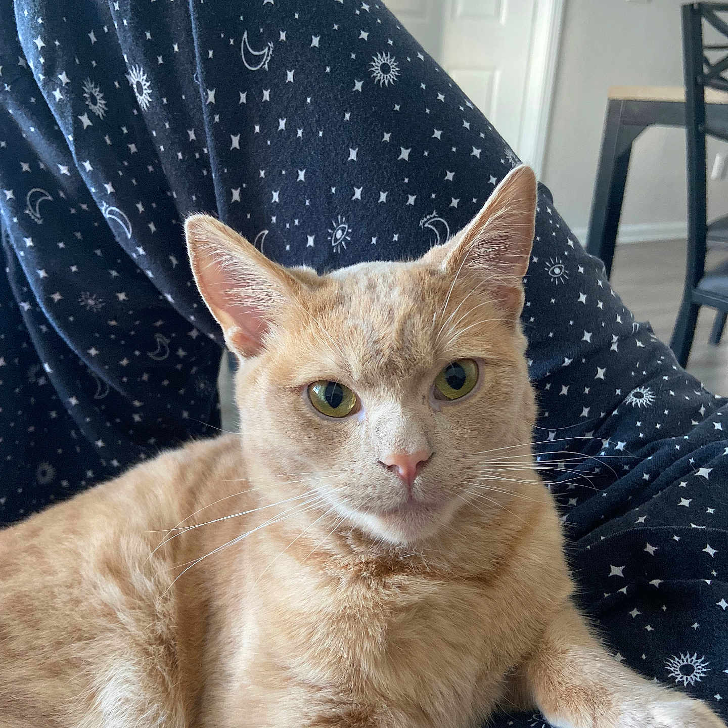 Garry joined the competition — help win amazing prizes! animal, cat, chair, domestic, door, ears, eyes, feline, floor, fur, ginger_cat, home, indoor, moons, pajamas, patterned_clothing, pet, relaxing, stars, whiskers