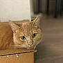 Garry joined the competition — help win amazing prizes! cat, ginger, cardboard_box, whiskers, indoor, pet, feline, closeup, curious, resting, floor, domestic_animal, tabby, orange_cat, cute, animal, head, alert, soft_focus, background_blur