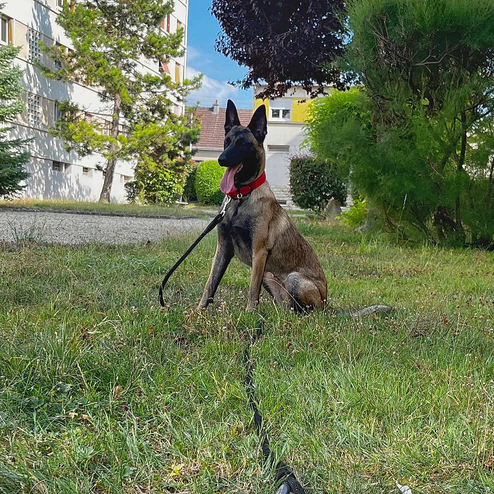 Yuna participe au concours pour gagner de l'argent avec cette photo : building, bush, canine, collar, daytime, dog, grass, greenery, happy, leash, nature, outdoor, pet, residential, sidewalk, sitting, sky, sunlight, tree, urban
