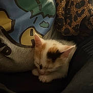 Kaliana is registered to the contest to win money with this photo: blanket, calico, cartoon, cat, clothing, colorful, comfort, cozy, cute, domestic_animal, feline, indoor, kitten, leopard_print, nap, pet, resting, sleeping, soft, sweatshirt