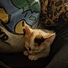 blanket, calico, cartoon, cat, clothing, colorful, comfort, cozy, cute, domestic_animal, feline, indoor, kitten, leopard_print, nap, pet, resting, sleeping, soft, sweatshirt