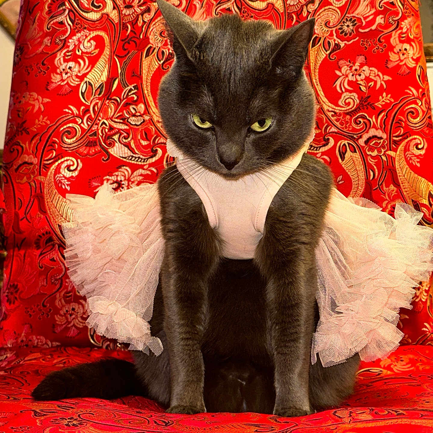 Blu is registered to the contest to win money with this photo: animal, cat, chair, costume, cute, decorative, dress, fabric, fancy, feline, gray_cat, indoor, patterned_chair, pet, portrait, red_chair, serious_expression, sitting, textile, tutu