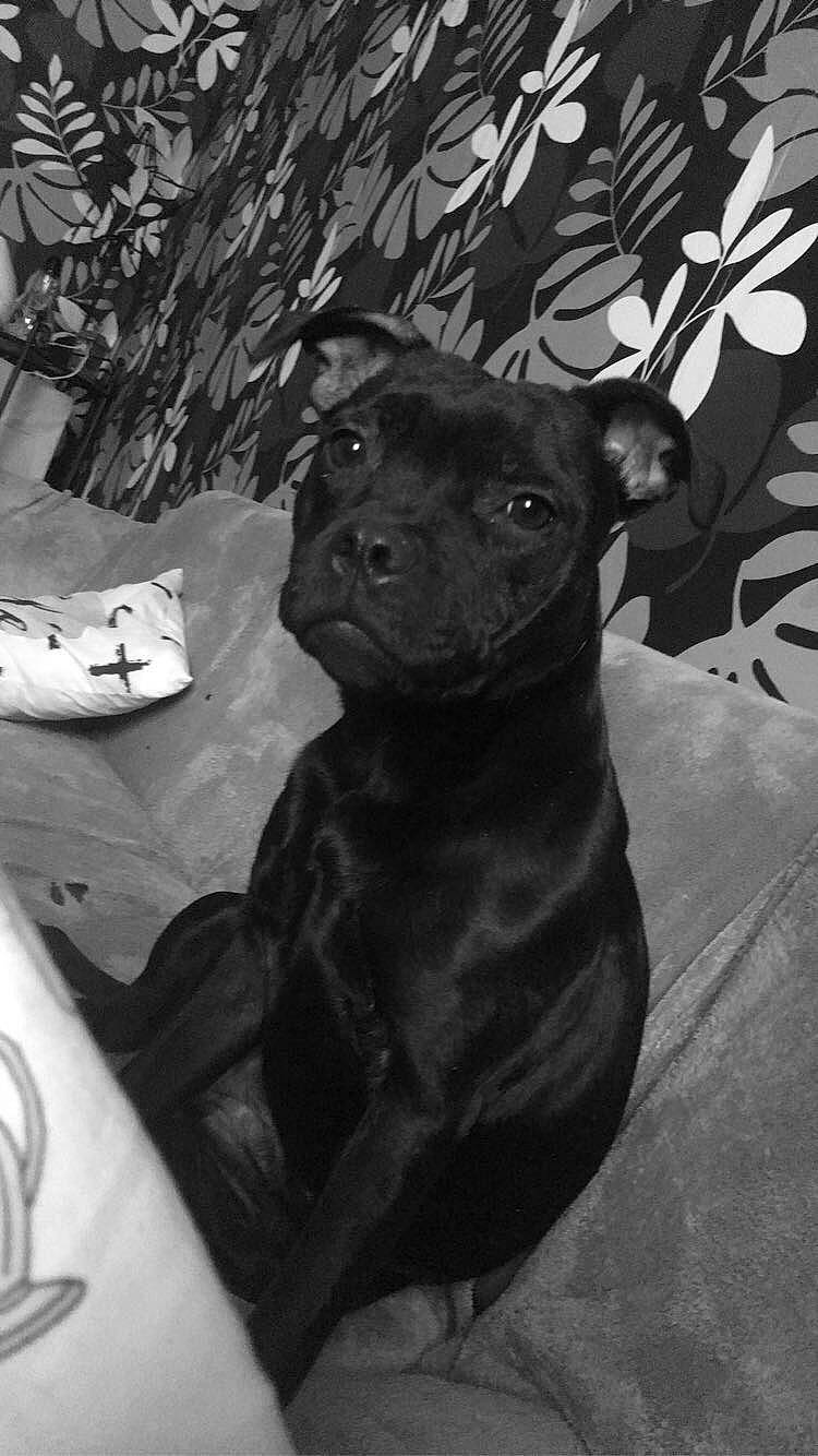 Pixi participe au concours pour gagner de l'argent avec cette photo : black_and_white, borador, canidae, carnivore, companion_dog, dog, dog_breed, fawn, fur, guard_dog, monochrome, monochrome_photography, plant, room, sitting, snout, sporting_group, style, whiskers, working_animal