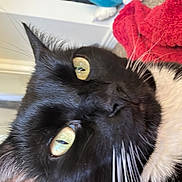 Makima joined the competition — help win amazing prizes! cat, black_and_white_cat, close_up, whiskers, green_eyes, plush_toy, blue_toy, red_blanket, carpet, tattoo, person, indoor, feline, pet, animal, fur, face, relaxing, home, cozy