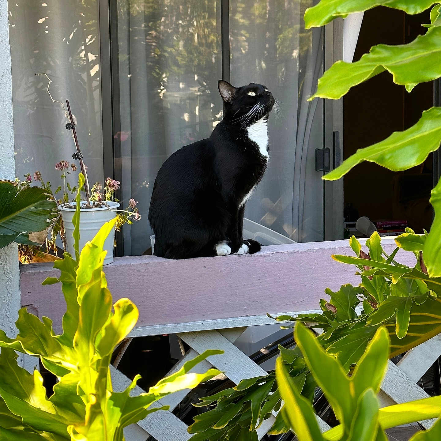 Makima joined the competition — help win amazing prizes! animal, balcony, black_and_white_cat, cat, curtain, daylight, domestic_cat, feline, greenery, home, leaf, ledges, looking_up, nature, outdoor, pet, plant, sitting, sunlight, window
