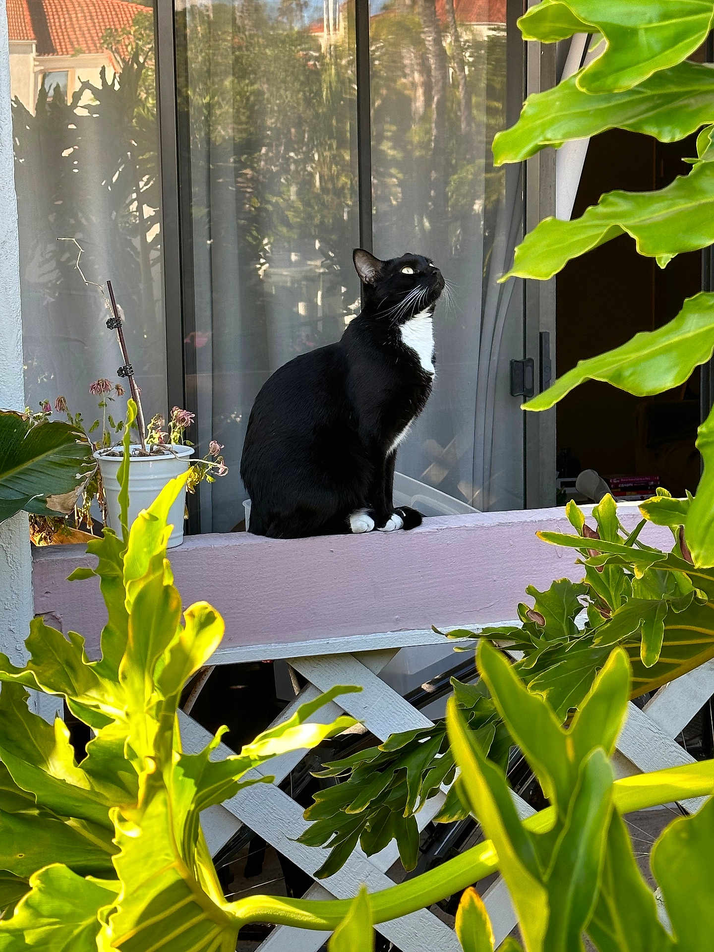 Makima joined the competition — help win amazing prizes! cat, black_and_white_cat, pet, animal, outdoor, plant, greenery, leaf, window, curtain, balcony, ledges, sunlight, nature, domestic_cat, feline, sitting, looking_up, daylight, home