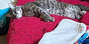 Yokai is registered to the contest to win money with this photo: cat, sleeping, gray_tabby, bed, blanket, pillow, red_blanket, carpet, indoor, cozy, resting, feline, pet, fur, domestic, relaxing, household, comfort, animal, soft