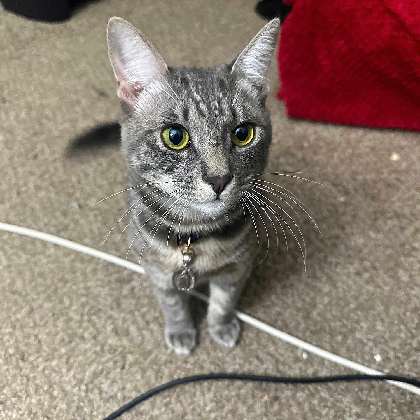 Yokai is registered to the contest to win money with this photo: animal, cable, carpet, cat, close_up, collar, curious, domestic_cat, feline, floor, gray_fur, household, indoor, pet, red_fabric, sitting, tabby_cat, whiskers, yellow_eyes, young_cat