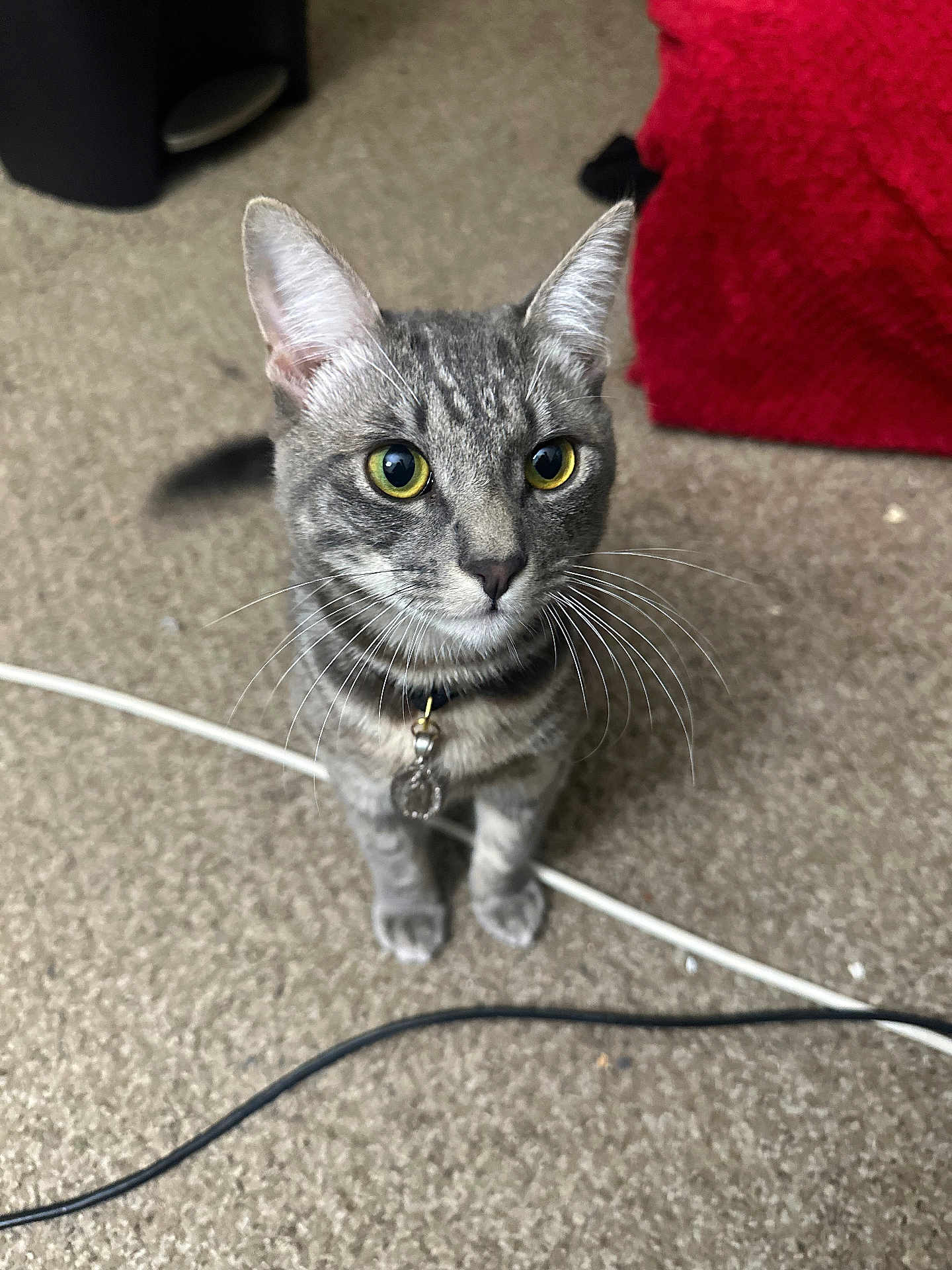 Yokai is registered to the contest to win money with this photo: cat, tabby_cat, yellow_eyes, collar, pet, indoor, carpet, floor, animal, whiskers, curious, sitting, domestic_cat, gray_fur, close_up, feline, young_cat, household, cable, red_fabric