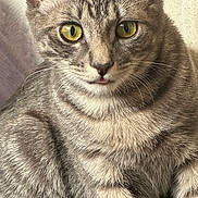 Yokai is registered to the contest to win money with this photo: cat, tabby_cat, close_up, yellow_eyes, fur, whiskers, pet, animal, domestic_cat, sitting, curious, face, ears, indoor, soft_texture, button, fabric, striped, mammal, feline