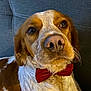 animal, bow_tie, brown, canine, close_up, companion, couch, cute, dog, domestic, friendly, fur, furniture, indoor, looking_up, pet, portrait, relaxed, sitting, white