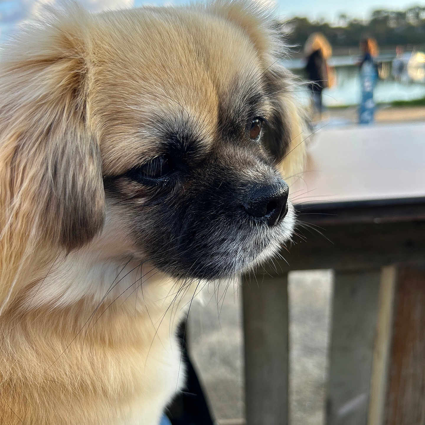 Laperche participe au concours pour gagner de l'argent avec cette photo : dog, close_up, outdoor, bench, fur, portrait, animal, pet, sky, cloud, water, nature, daylight, park, wood, blurred_background, face, ears, whiskers, nose