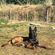 Sisko a rejoint le concours — aidez-le/la à gagner de superbes lots ! dog, belgian_malinois, animal, outdoor, grass, sunlight, pet, canine, fence, nature, ears_up, alert, brown, black, laying_down, summer, yard, domestic_animal, mammal, quiet