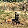 dog, belgian_malinois, animal, outdoor, grass, sunlight, pet, canine, fence, nature, ears_up, alert, brown, black, laying_down, summer, yard, domestic_animal, mammal, quiet