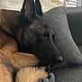 dog, sleeping, couch, pillow, blanket, pet, indoor, resting, brown_fur, black_fur, canine, cozy, relaxation, closeup, fur, animal, domestic_animal, side_view, quiet, comfortable