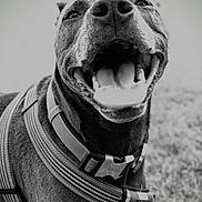 Eva joined the competition — help win amazing prizes! dog, canine, pet, closeup, black_and_white, outdoor, happy, tongue, mouth_open, harness, animal, friendly, fur, portrait, smiling, leash, playful, nose, eyes, grass