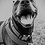 dog, canine, pet, closeup, black_and_white, outdoor, happy, tongue, mouth_open, harness, animal, friendly, fur, portrait, smiling, leash, playful, nose, eyes, grass