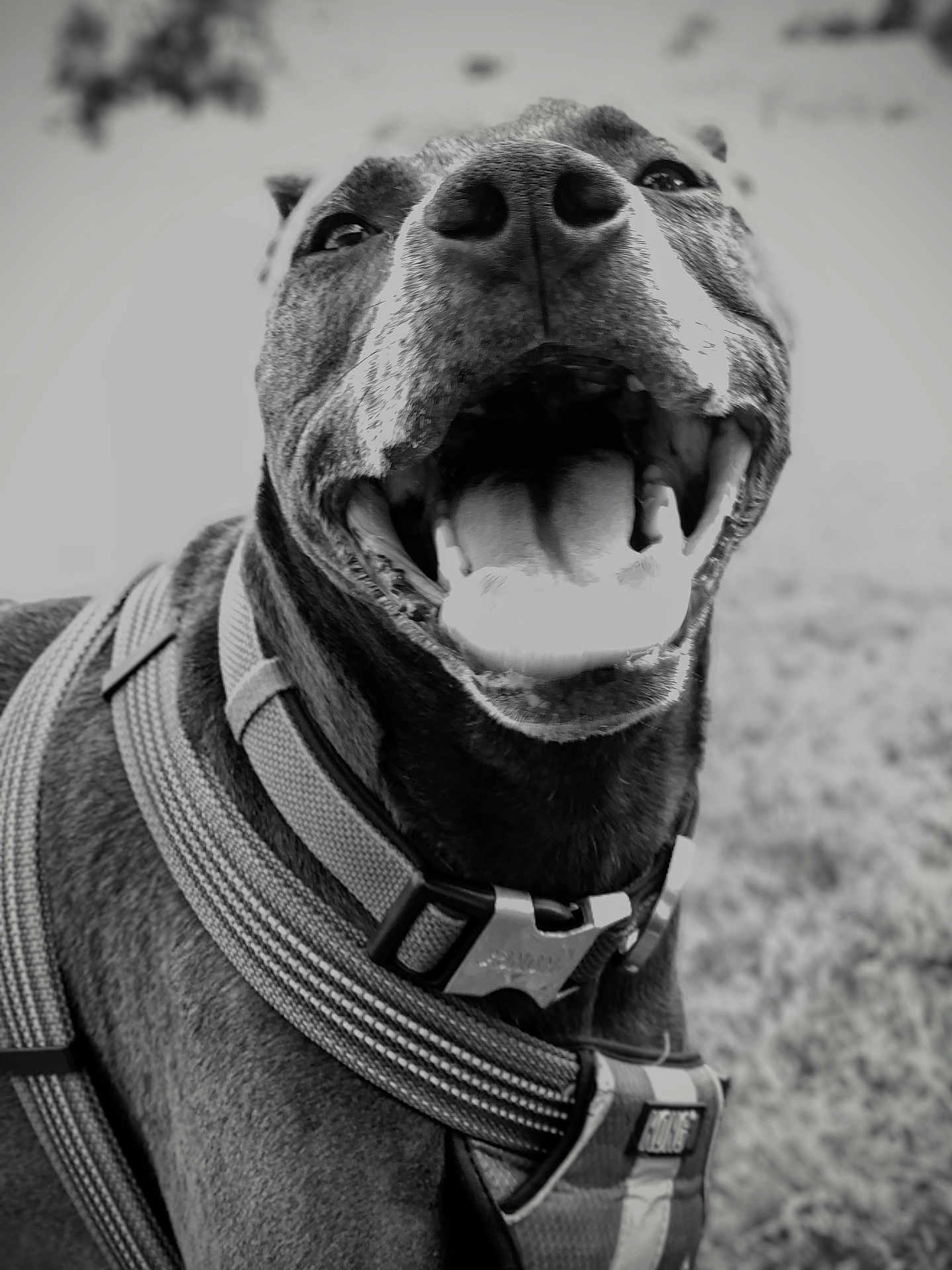 Eva joined the competition — help win amazing prizes! dog, canine, pet, closeup, black_and_white, outdoor, happy, tongue, mouth_open, harness, animal, friendly, fur, portrait, smiling, leash, playful, nose, eyes, grass