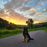 Tagada participe au concours pour gagner de l'argent avec cette photo : dog, german_shepherd, sunset, road, grass, tree, clouds, sky, nature, outdoor, animal, pet, canine, landscape, field, rural, quiet, evening, scenic, peaceful