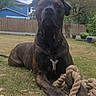 animal, backyard, brindle_coat, canine, dog, domestic, fence, garden, grass, house, leisure, nature, outdoor, paw, pet, playing, resting, rope_toy, summer, tree