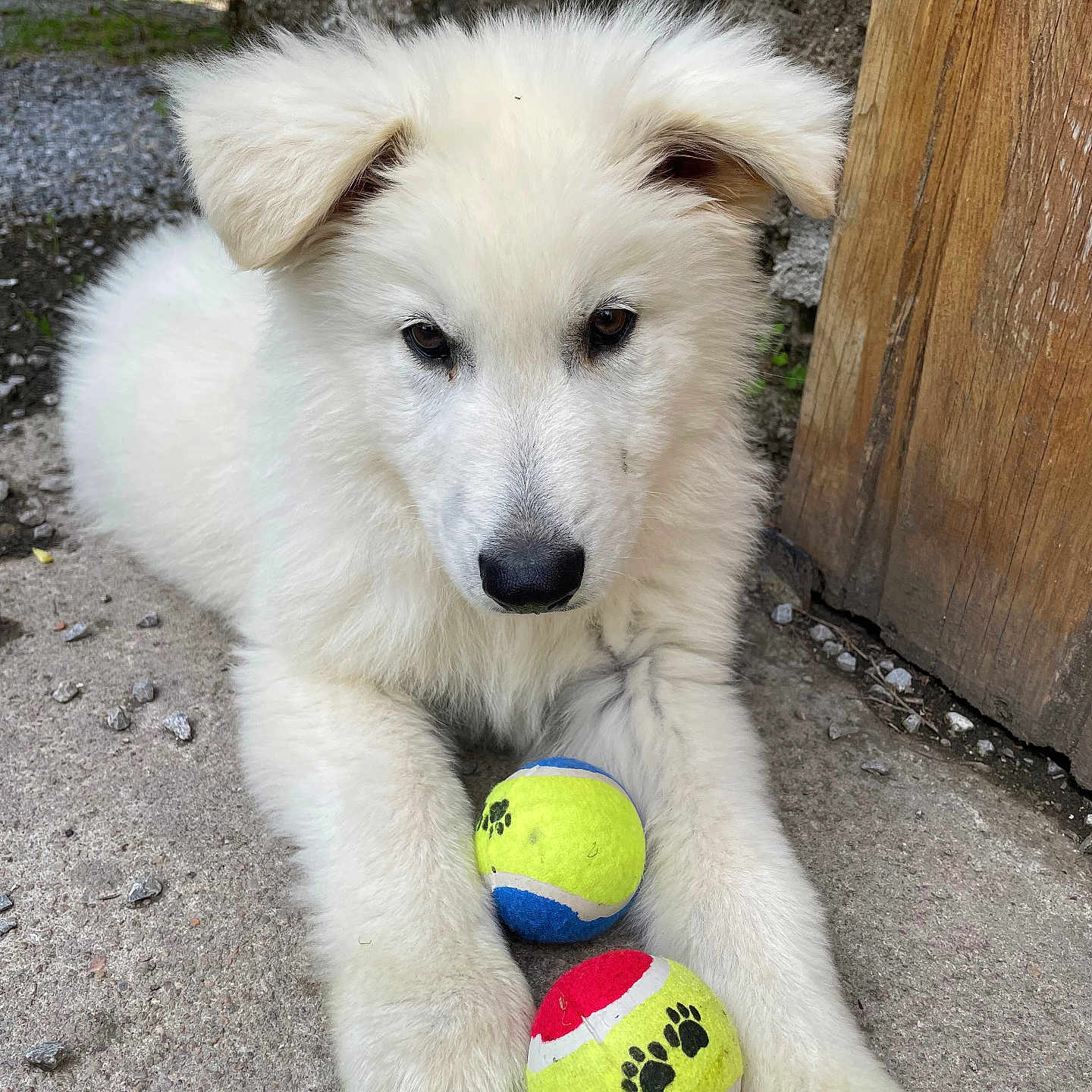 Vasko a rejoint le concours — aidez-le/la à gagner de superbes lots ! animal, ball, canine, dog, eskimodog, football, goldenretriever, golf, grass, husky, pet, plant, puppy, soccer, soccerball, sphere, sport, tennis, tennisball, whitedog