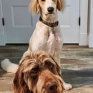 Luke joined the competition — help win amazing prizes! animal, background, brown_dog, collar, companions, cute, dog, domestic_animal, door, eyes, floor, fur, indoor, light, pet, portrait, shadow, two_dogs, white_dog, wooden_floor