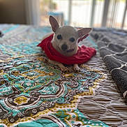 Lulu joined the competition — help win amazing prizes! animal, bed, chihuahua, companion, cozy, cute, dog, furniture, home, indoor, natural_light, patterned_quilt, pet, quilt, red_cloth, relaxing, resting, small_dog, white_dog, window