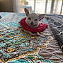 animal, bed, chihuahua, companion, cozy, cute, dog, furniture, home, indoor, natural_light, patterned_quilt, pet, quilt, red_cloth, relaxing, resting, small_dog, white_dog, window