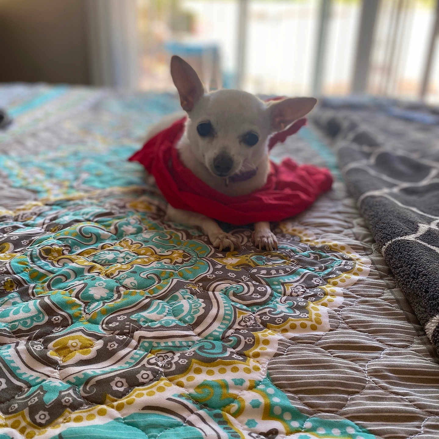 Lulu joined the competition — help win amazing prizes! animal, bed, chihuahua, companion, cozy, cute, dog, furniture, home, indoor, natural_light, patterned_quilt, pet, quilt, red_cloth, relaxing, resting, small_dog, white_dog, window