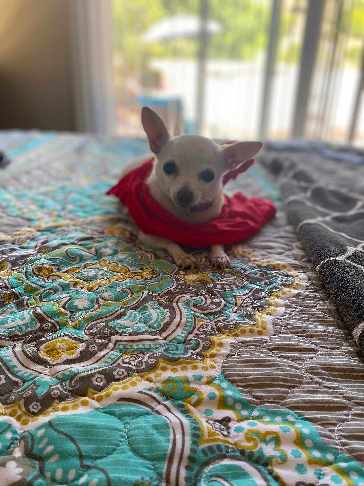 Lulu