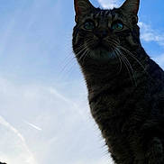 Iris participe au concours pour gagner de l'argent avec cette photo : cat, tabby, whiskers, outdoor, sky, blue_sky, animal, pet, feline, silhouette, portrait, nature, daylight, closeup, green_eyes, fur, mammal, looking_up, majestic