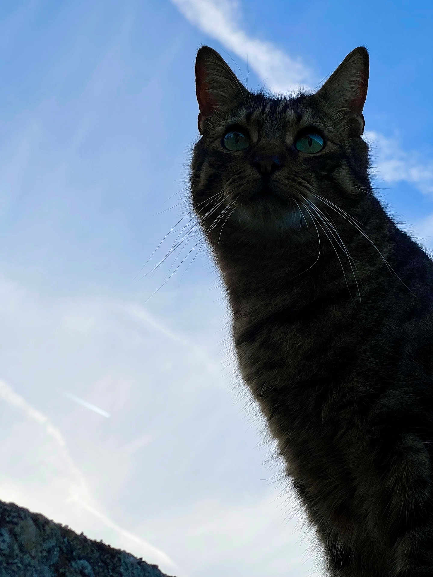 Iris participe au concours pour gagner de l'argent avec cette photo : cat, tabby, whiskers, outdoor, sky, blue_sky, animal, pet, feline, silhouette, portrait, nature, daylight, closeup, green_eyes, fur, mammal, looking_up, majestic