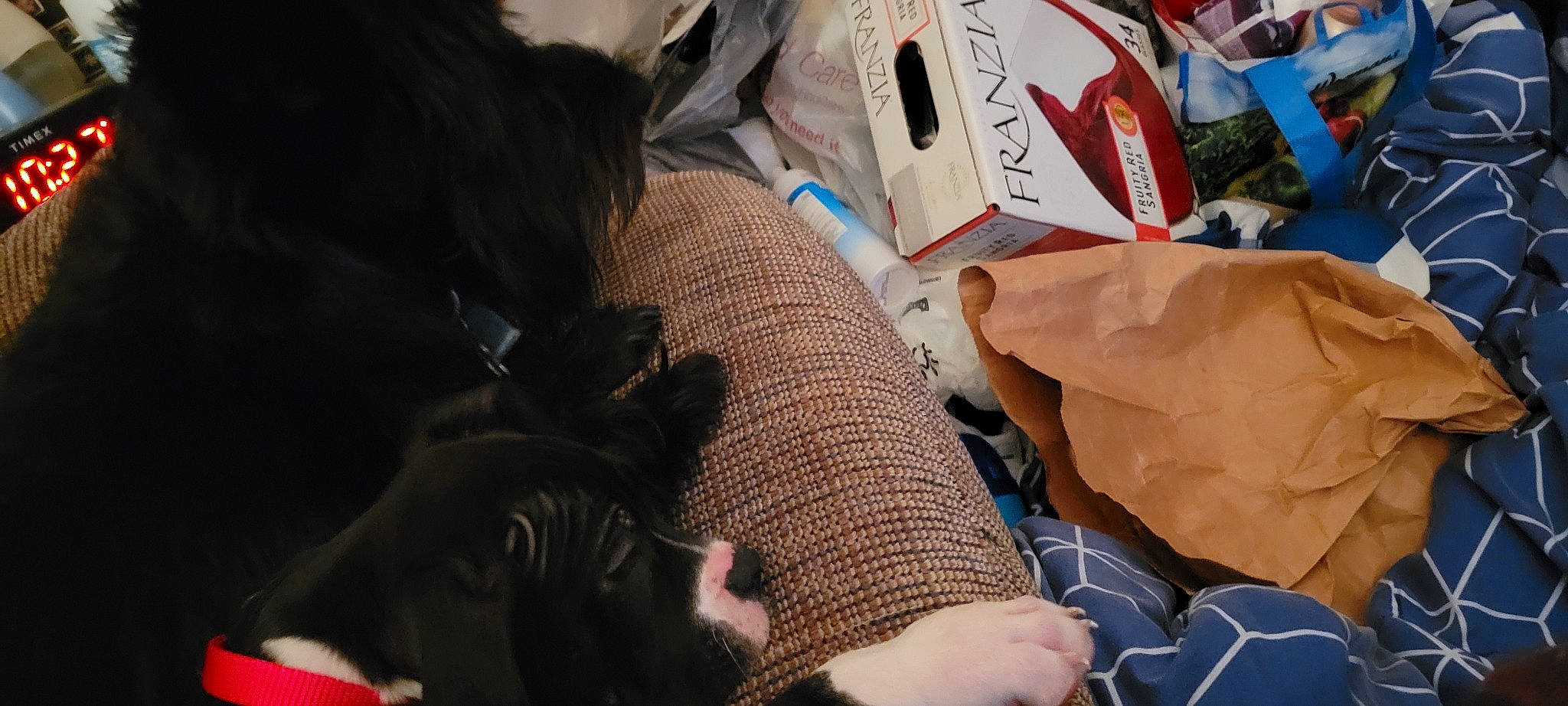 Toby is registered to the contest to win money with this photo: bag, box, carmine, child, comfort, companion_dog, flooring, fur, human_leg, linens, nail, nap, paper_product, pattern, room, shipping_box, sitting, thread, wood, wrist