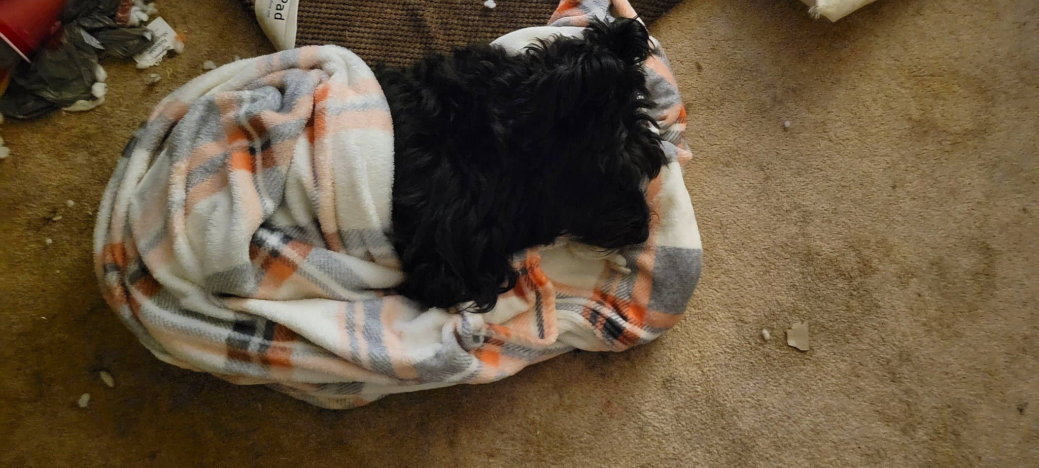 Toby joined the competition — help win amazing prizes! canidae, carnivore, collar, comfort, companion_dog, dog, dog_breed, dog_supply, felidae, fur, nap, non_sporting_group, snout, sporting_group, tail, toy, working_animal