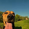 animal, blue_sky, canine, closeup, daylight, dog, grass, greenery, happy, muzzle, nature, outdoor, park, pet, playful, shadow, snout, sunny, tongue, tongue_out