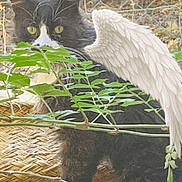 Lucky a rejoint le concours — aidez-le/la à gagner de superbes lots ! cat, black_and_white, feline, animal, green_eyes, whiskers, ears, fur, feathers, wing, bird, outdoor, garden, foliage, leaves, fence, wood, basket, portrait, camouflage
